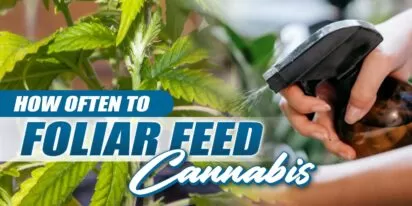 How Often To Foliar Feed