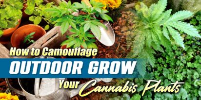 Camouflage Outdoor Grow