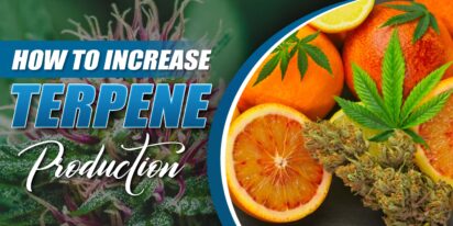 How to Increase Terpene Production