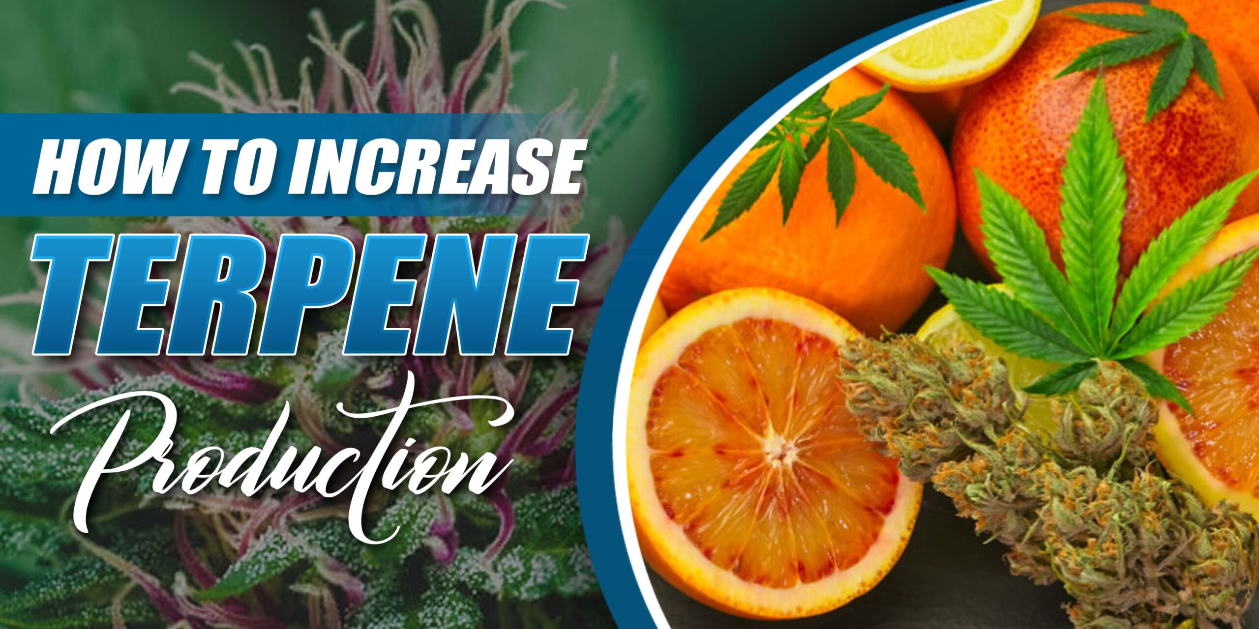 How to Increase Terpene Production