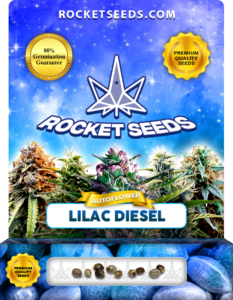 Lilac Diesel Strain Autoflowering Feminized Marijuana Seeds