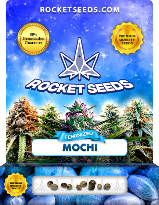 Mochi Strain Feminized Marijuana Seeds - Rocket Seeds