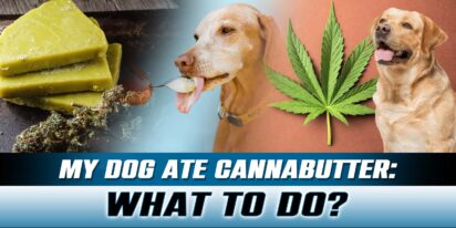 Dog Ate Cannabutter