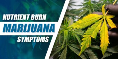 Nutrient Burn Marijuana