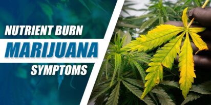 Nutrient Burn Marijuana