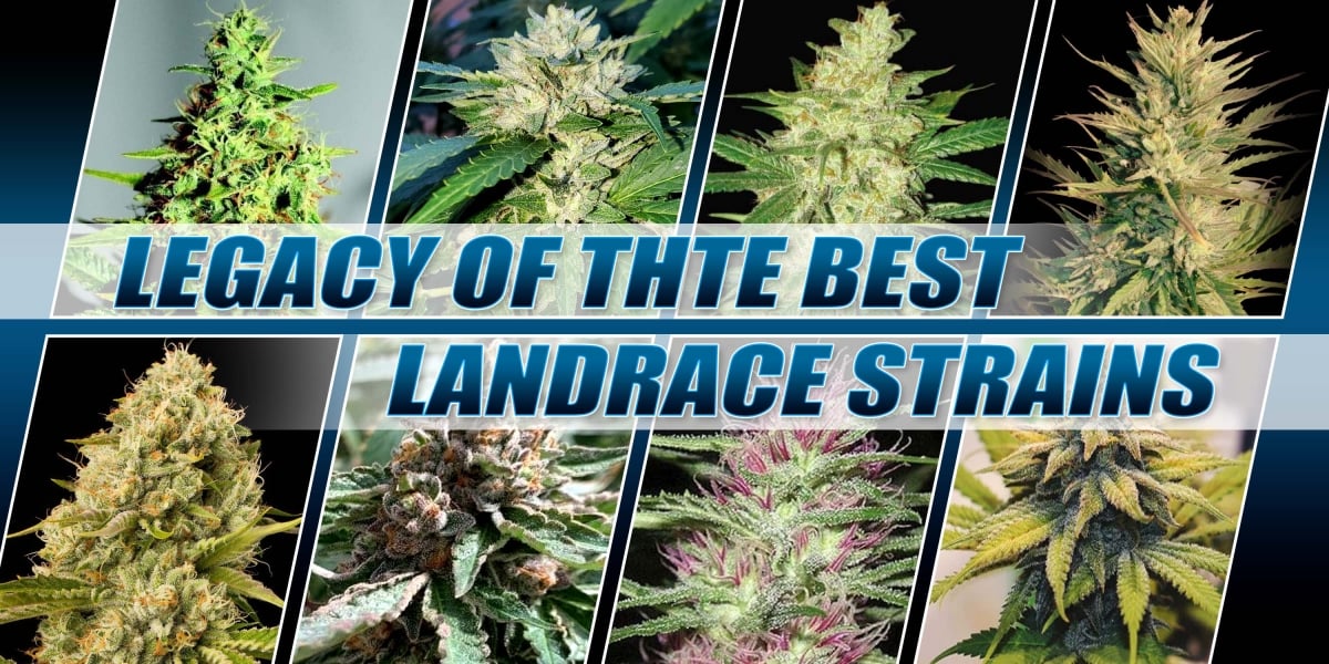 Legacy of The Best Landrace Strains