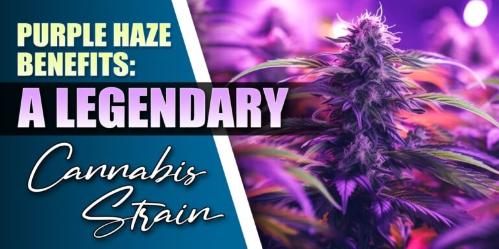 Purple Haze Benefits: A Legendary Cannabis Strain