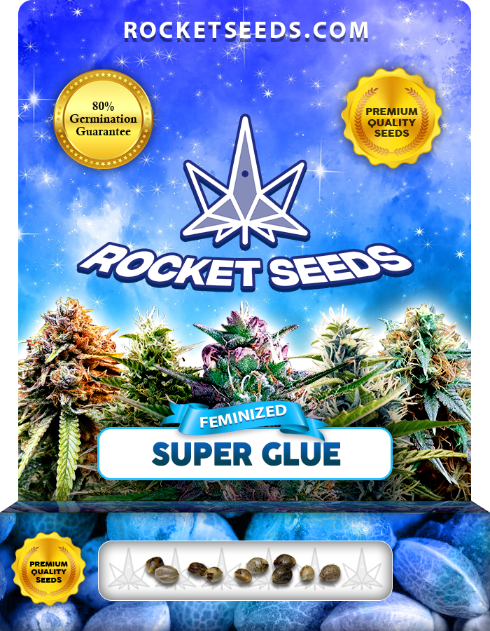 Super Glue Strain Feminized Marijuana Seeds