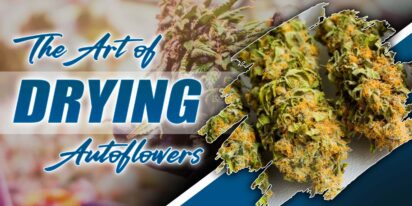 Drying Autoflowers