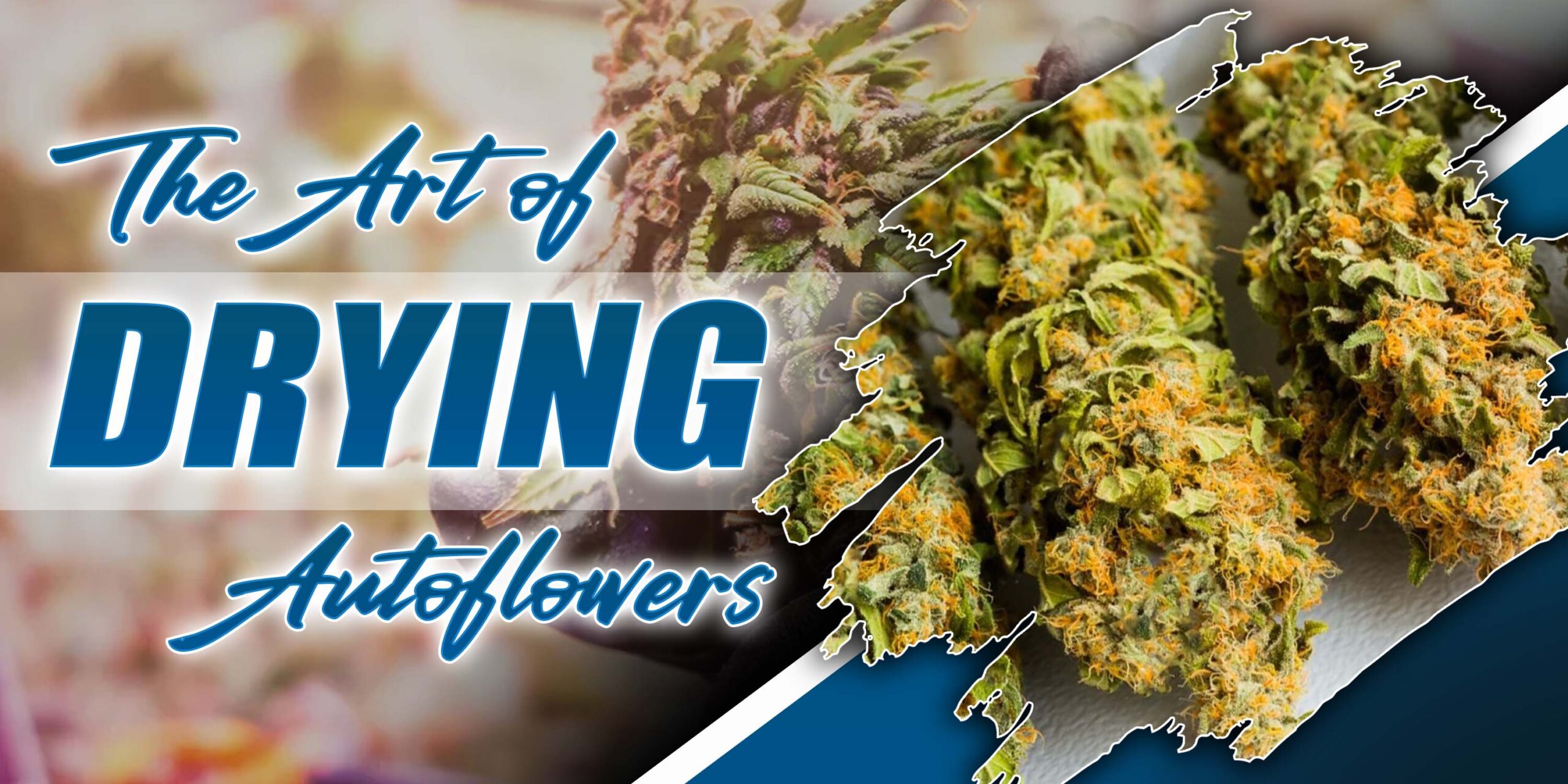 The Art of Drying Autoflowers