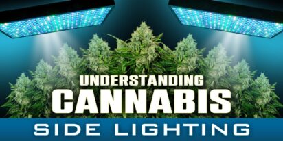 Cannabis Side Lighting