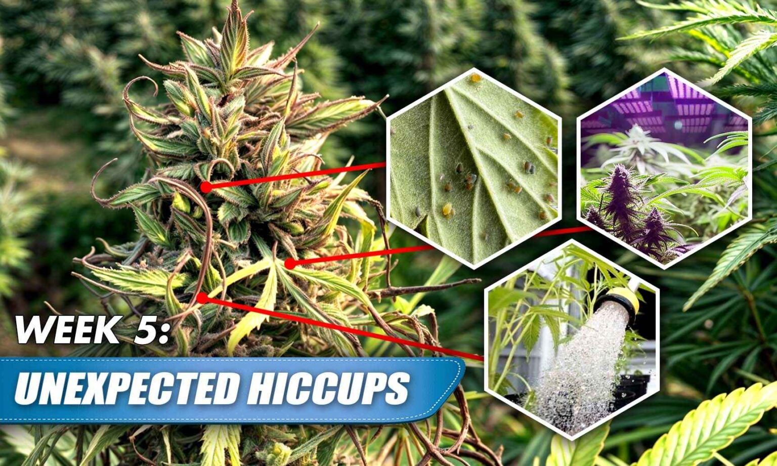 Autoflower Not Flowering After 8 Weeks Troubleshooting Guide Rocket