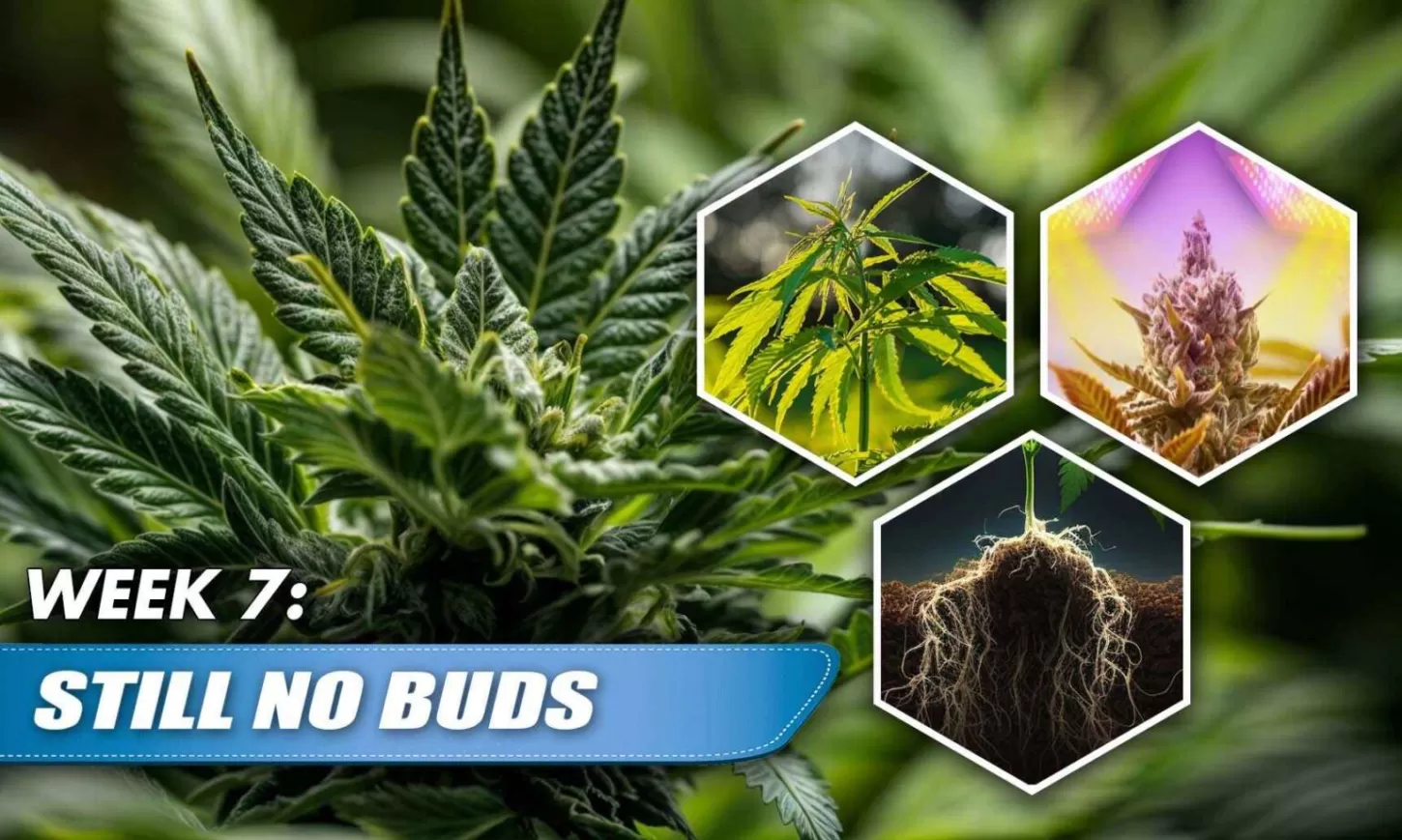 Autoflower Not Flowering After 8 Weeks Troubleshooting Guide Rocket