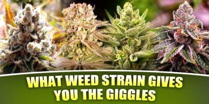 What Weed Strain Gives You The Giggles