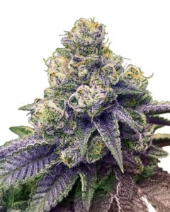 Lilac Diesel Strain Autoflowering Feminized Marijuana Seeds