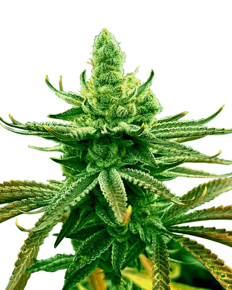 Mochi Strain Feminized Marijuana Seeds