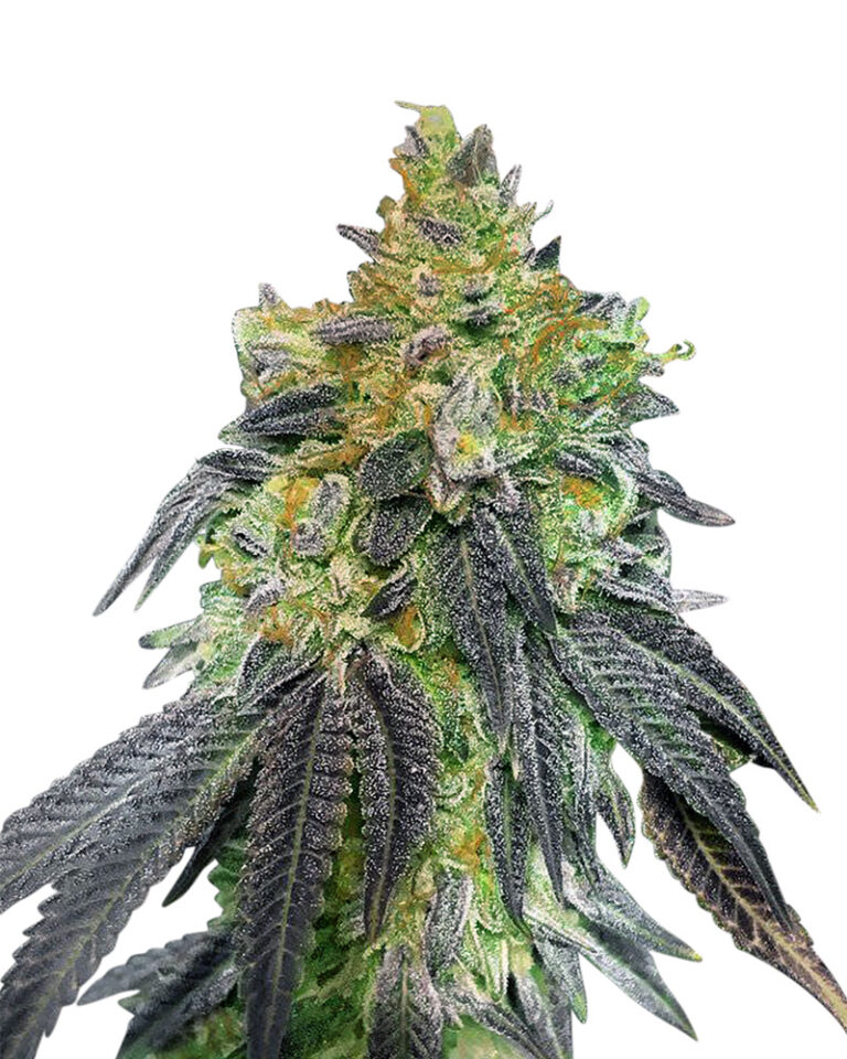 Strawnana Strain Feminized Marijuana Seeds - Rocket Seeds