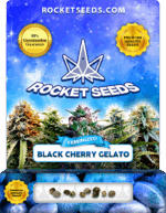 Black Cherry Gelato Strain Feminized Marijuana Seeds