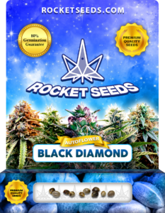 Black Diamond Strain Autoflowering Feminized Marijuana Seeds