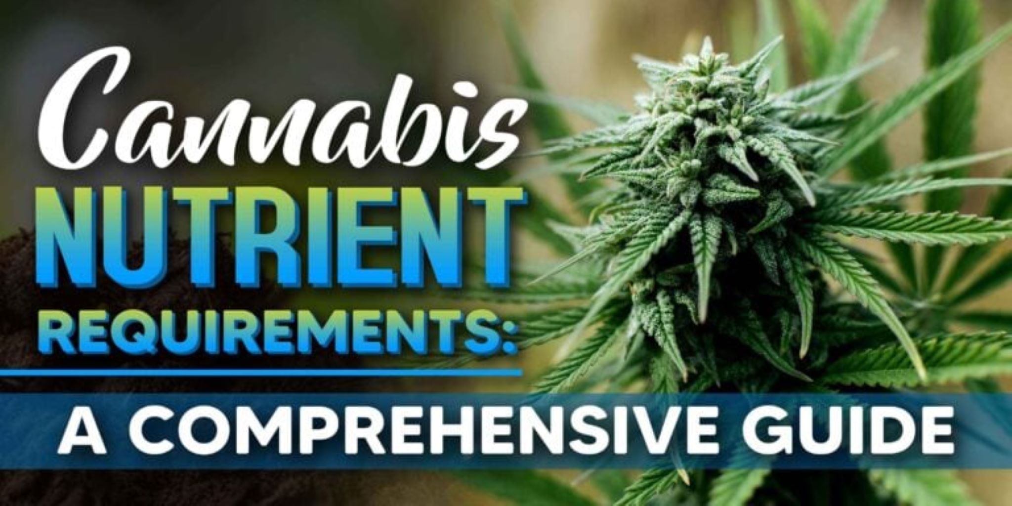 Cannabis Nutrient Requirements: A Comprehensive Guide