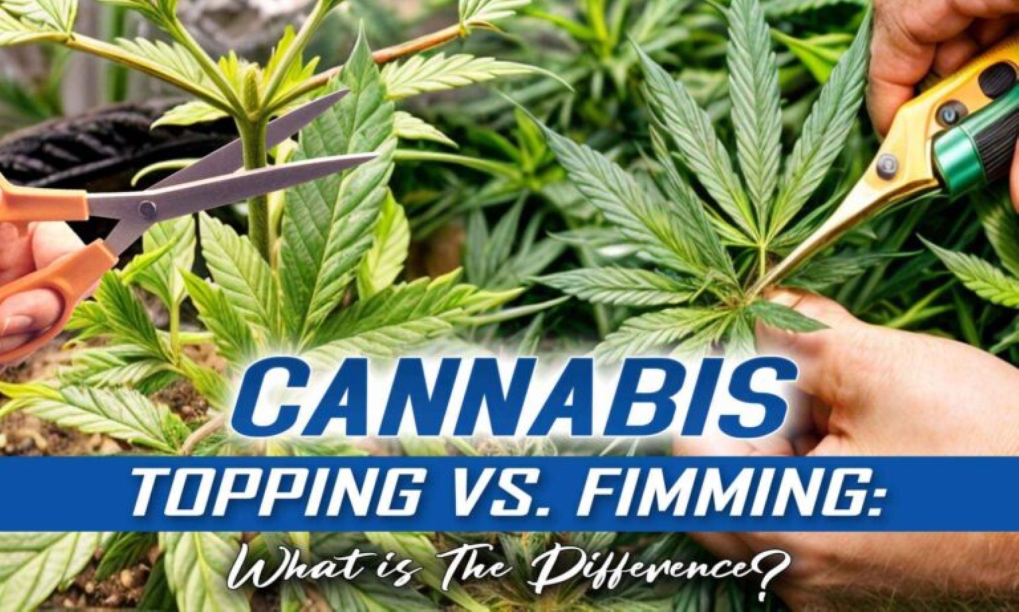 Cannabis Topping vs. Fimming: What Is The Difference?