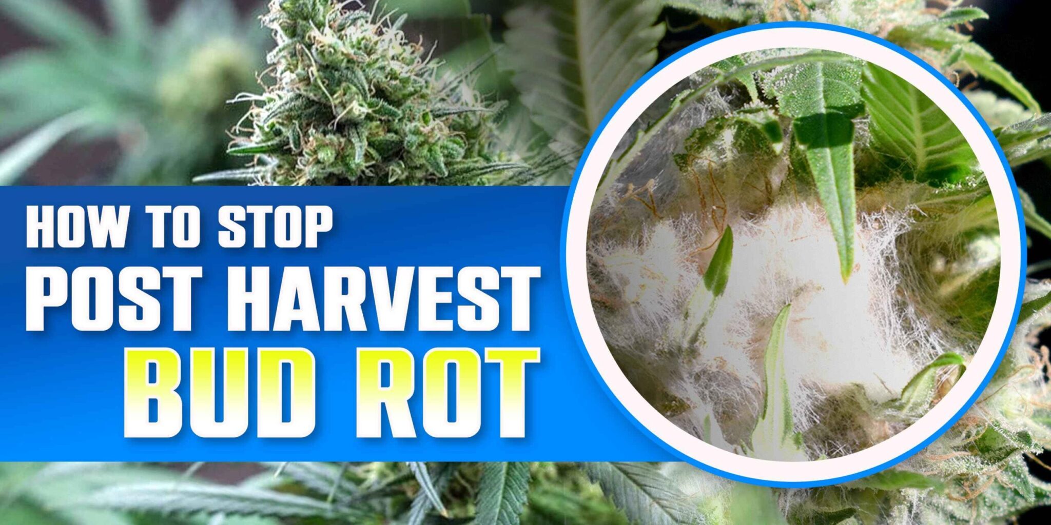How to Stop Post Harvest Bud Rot