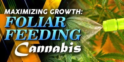 Foliar Feeding Cannabis