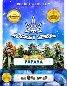 Papaya Strain Autoflowering Feminized Marijuana Seeds