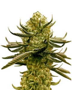 Black Cherry Gelato Strain Feminized Marijuana Seeds