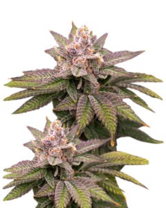 Black Diamond Strain CBD Marijuana Seeds