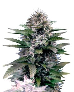 Black Diamond Strain Feminized Marijuana Seeds