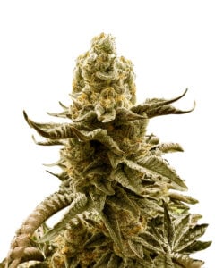 Black Truffle Strain Feminized Marijuana Seeds