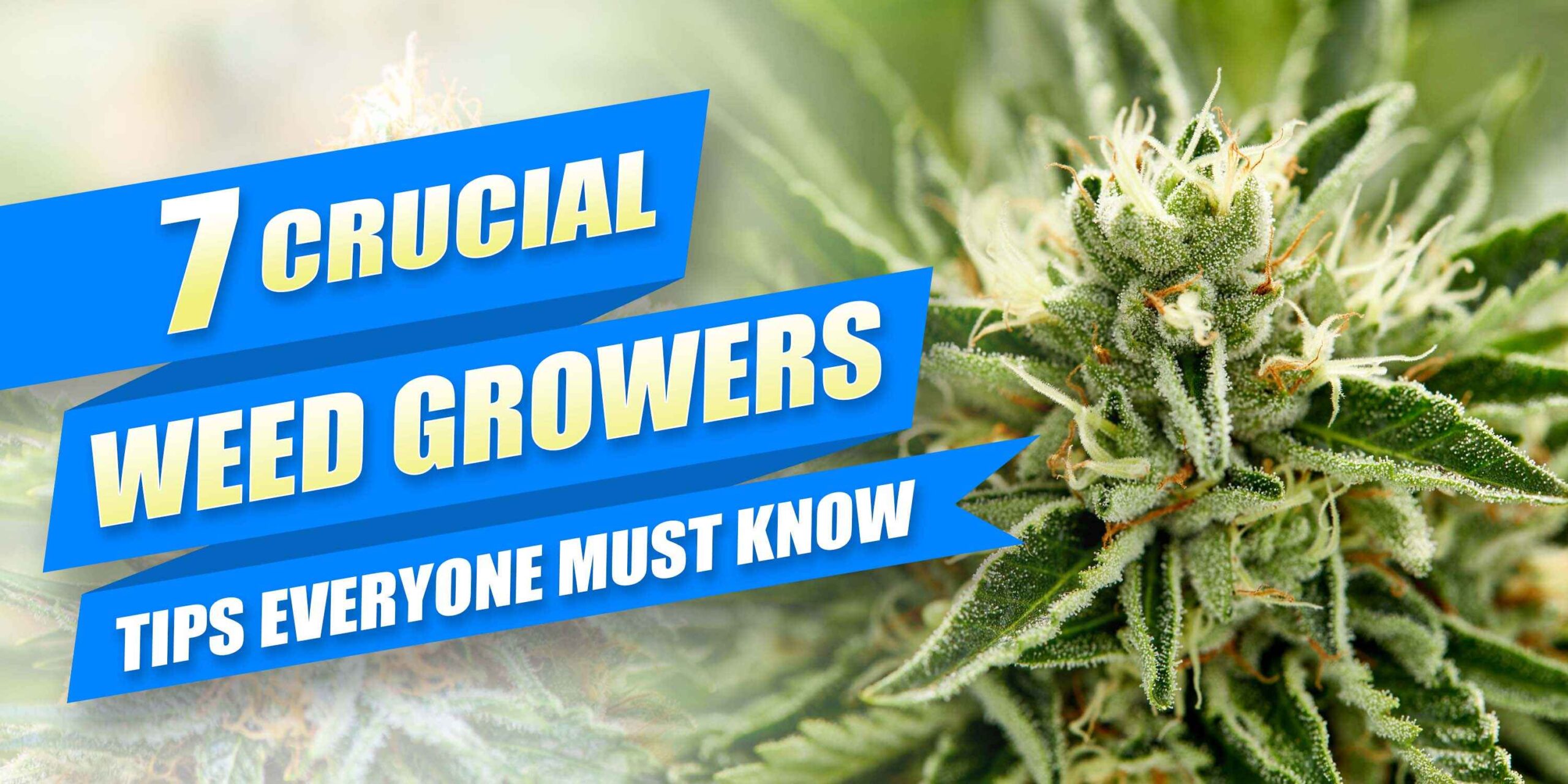 7 Crucial Weed Growers Tips Everyone Must Know