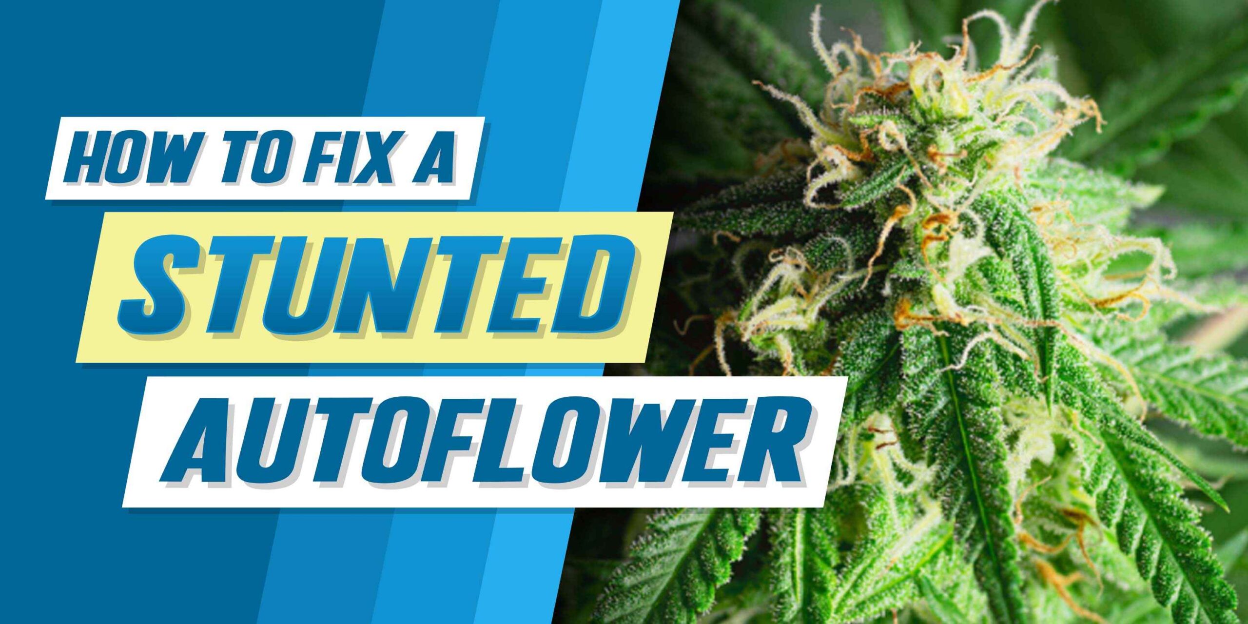 How to Fix a Stunted Autoflower