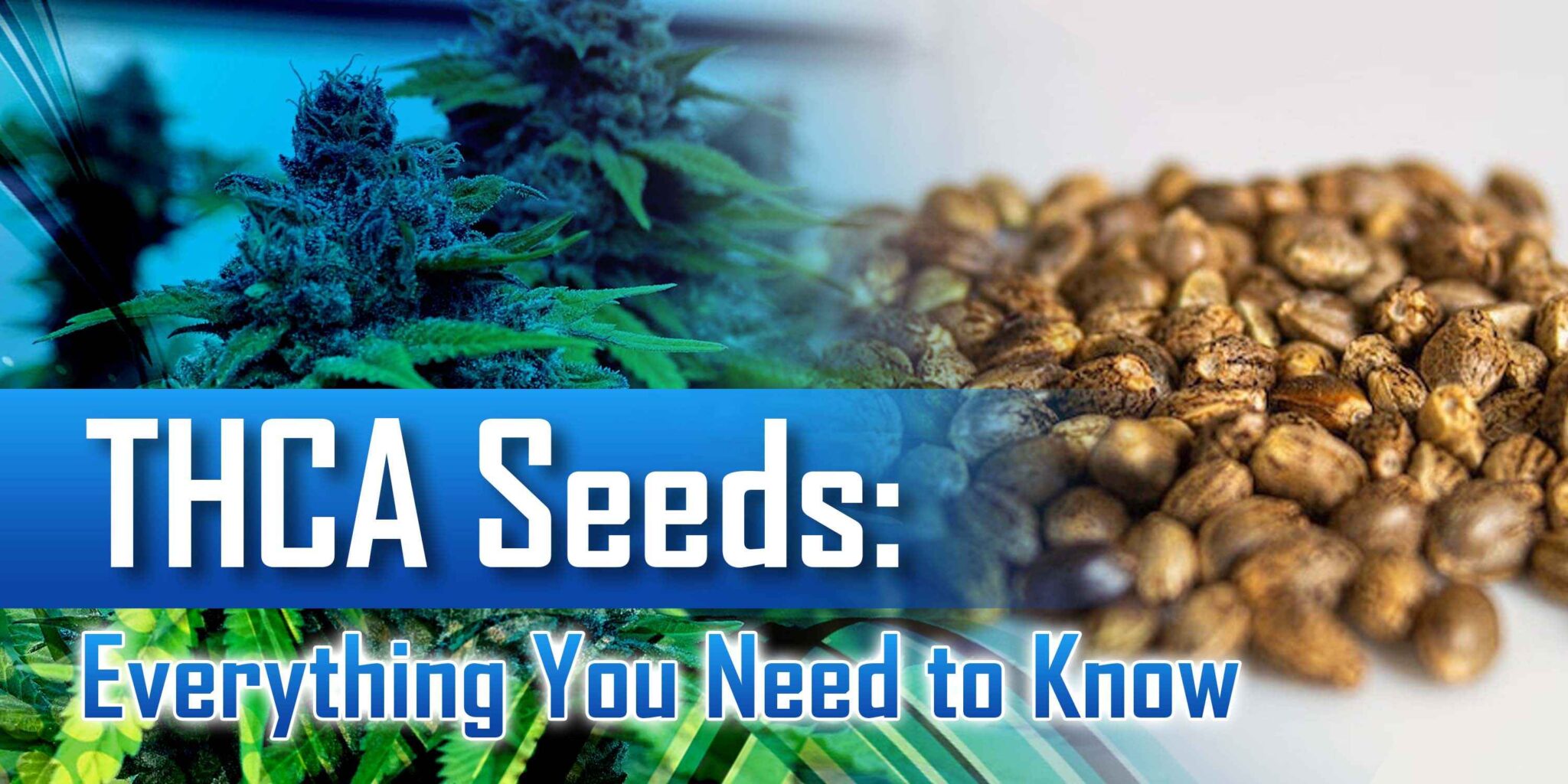 THCA Seeds: Everything You Need to Know