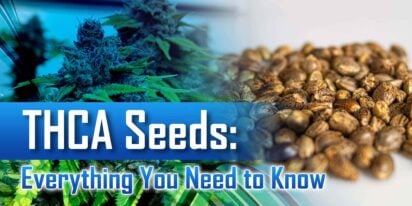THCA Seeds