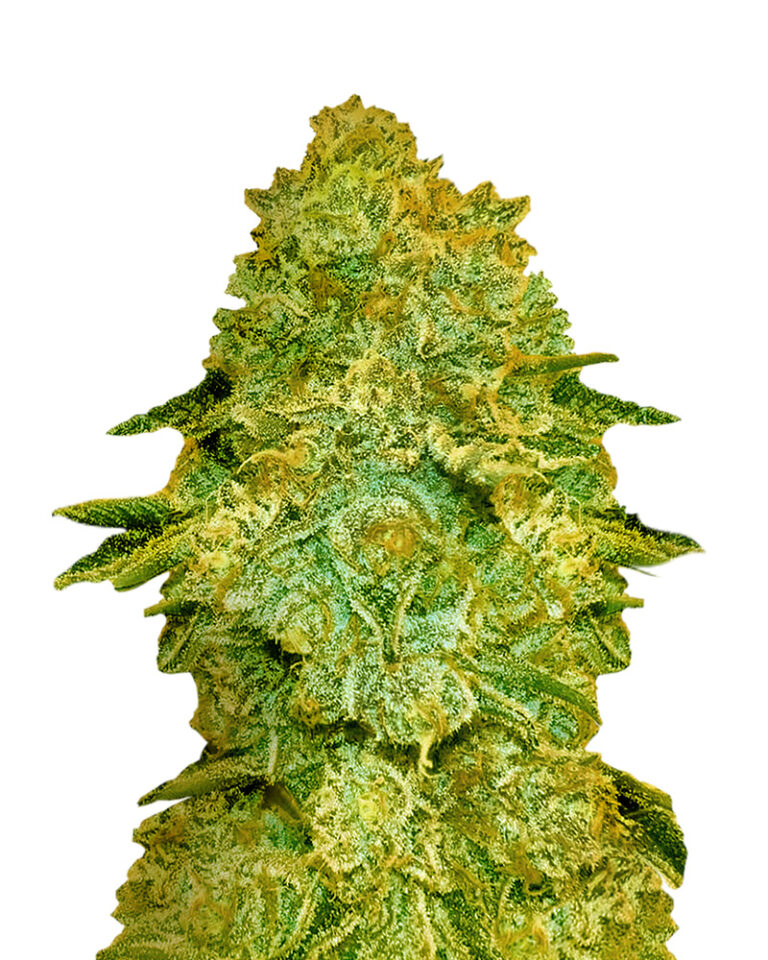 Larry Bird Strain Feminized Marijuana Seeds - Rocket Seeds