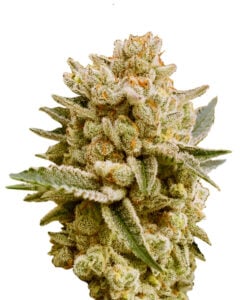 Papaya Strain Feminized Marijuana Seeds