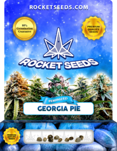 Georgia Pie Strain Feminized Marijuana Seeds