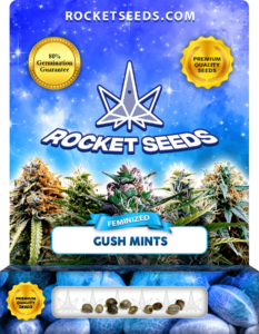 Gush Mints Strain Feminized Marijuana Seeds