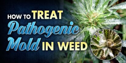 How to Treat Pathogenic Mold in Weed