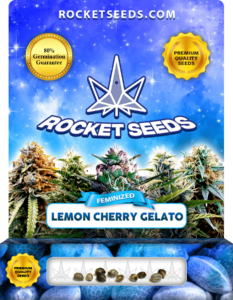 Lemon Cherry Gelato Strain Feminized Marijuana Seeds