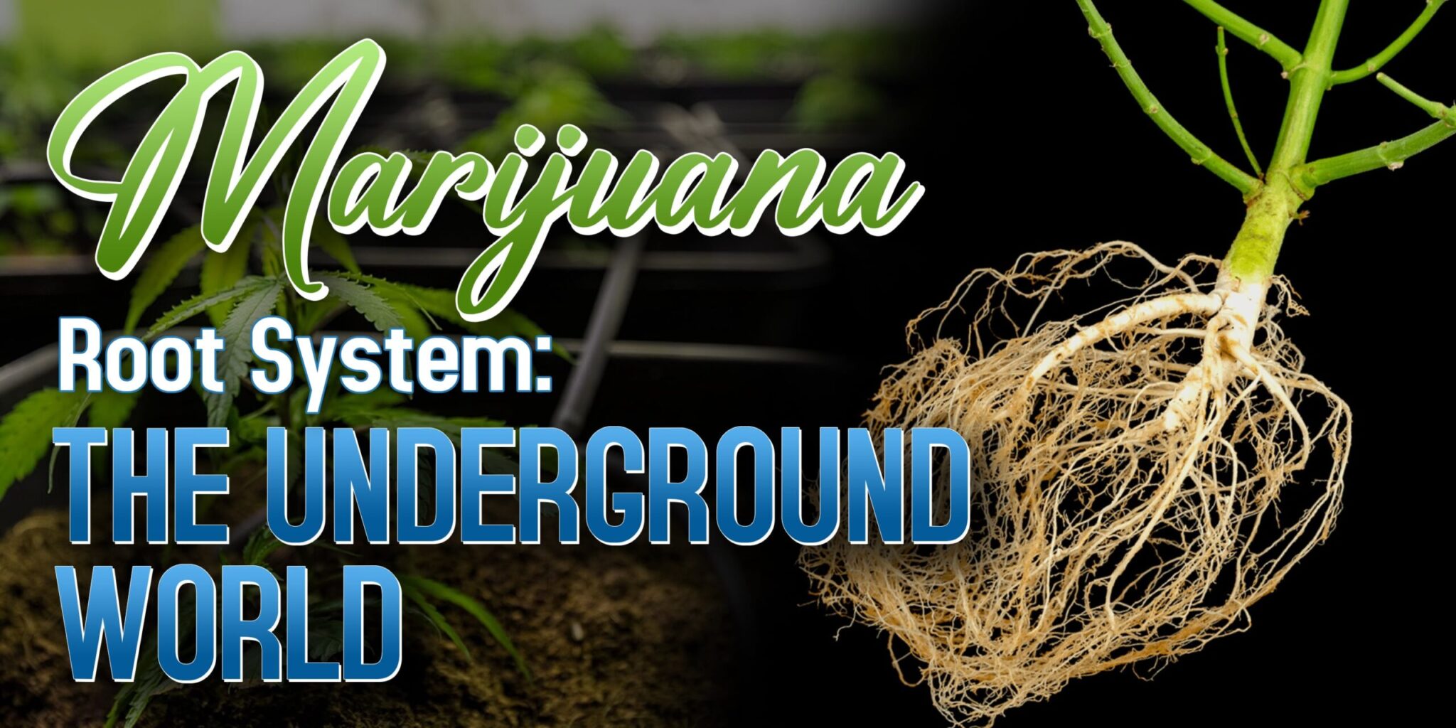 Marijuana Root System: The Underground World