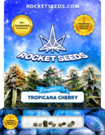 Tropicana Cherry Strain Feminized Marijuana Seeds