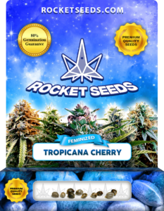 Tropicana Cherry Strain Feminized Marijuana Seeds