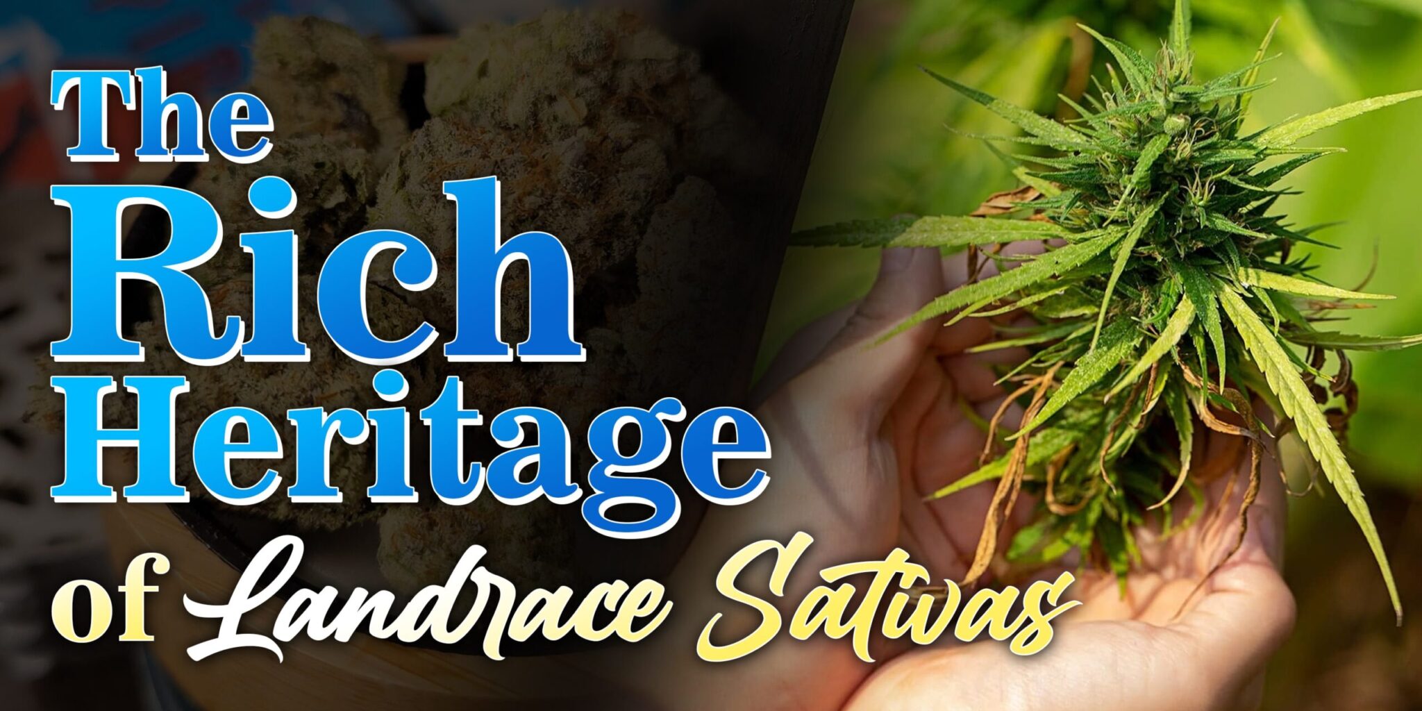The Rich Heritage of Landrace Sativas