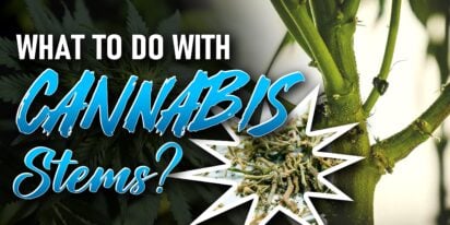 what to do with cannabis stems