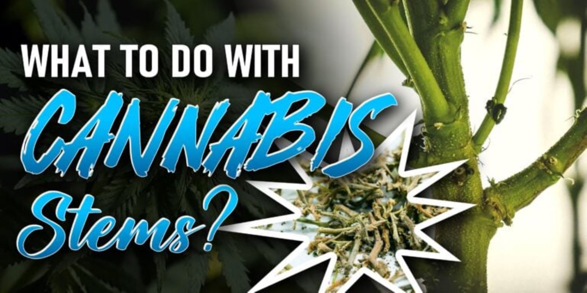 What To Do With Cannabis Stems?