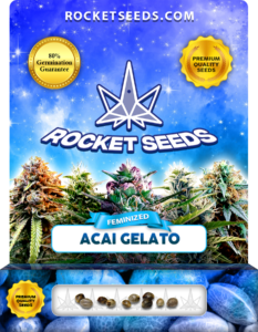 Acai Gelato Strain Feminized Marijuana Seeds
