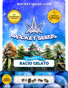 Bacio Gelato Strain Feminized Marijuana Seeds